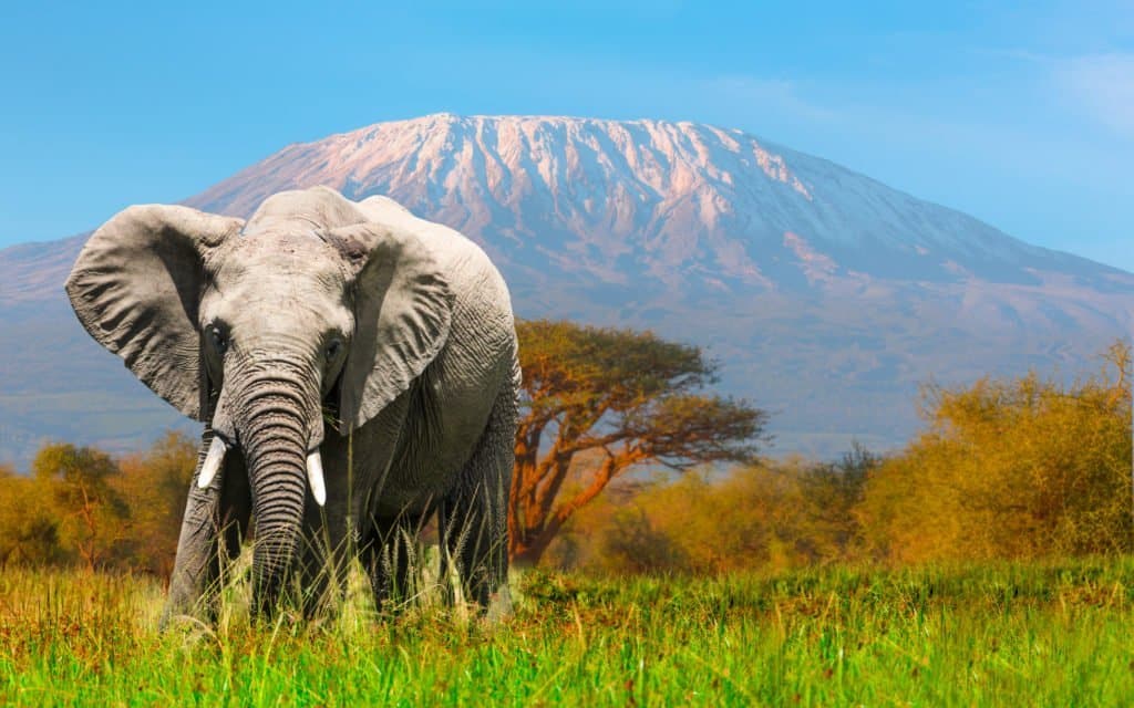 Dans le vaste paysage du Kenya, une figure se distingue par son dévouement inébranlable à la protection des éléphants