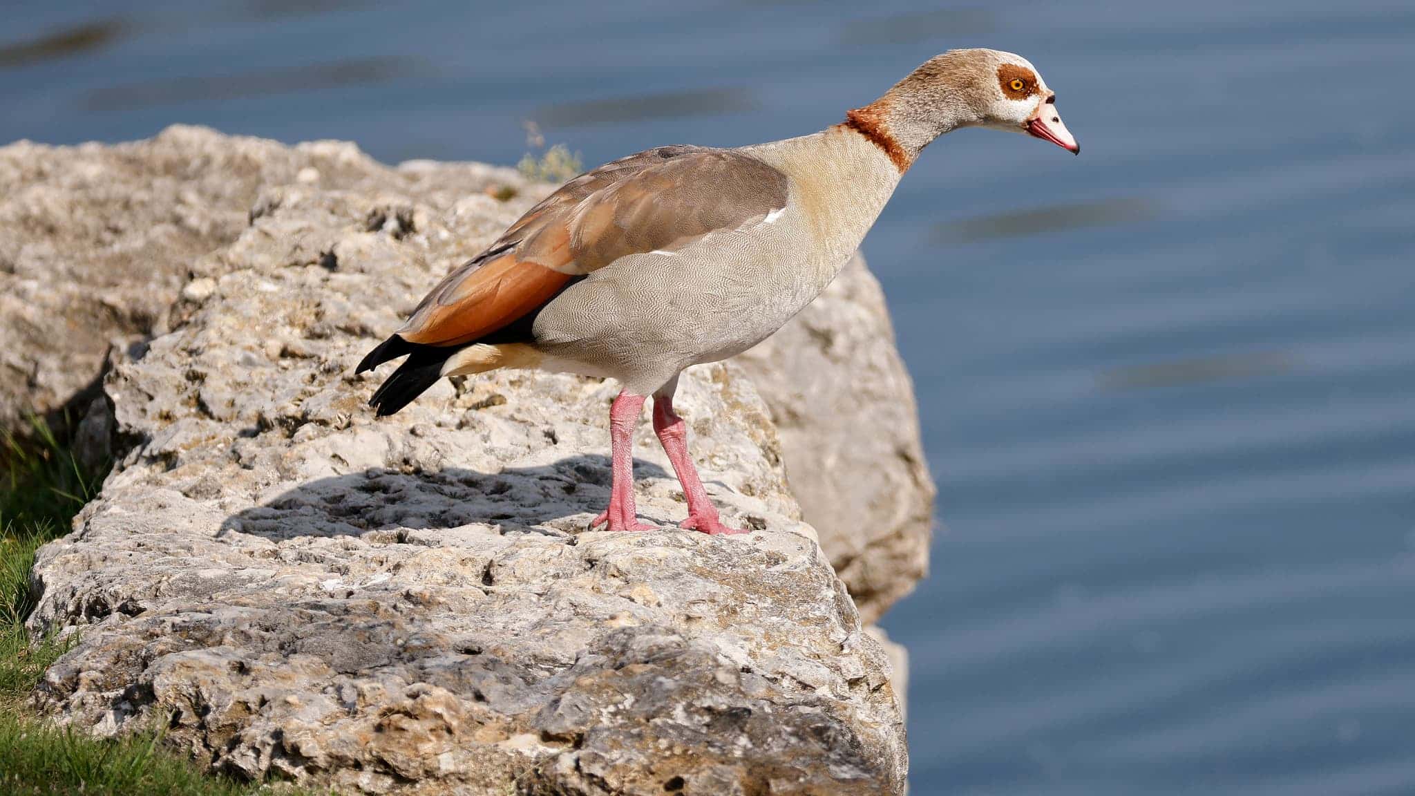 BOBEA ENVIRONNEMENT - L'ouette d'Égypte, une espèce invasive qui menace la biodiversité dans l'Est de la France